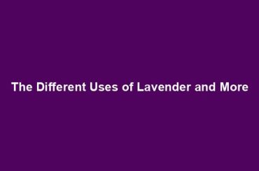 The Different Uses of Lavender and More