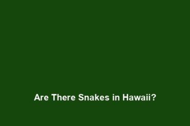 Are There Snakes in Hawaii?